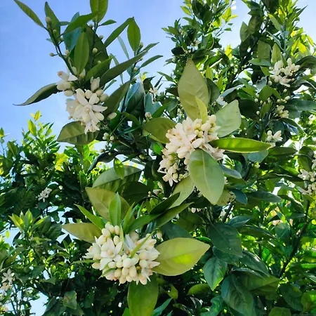 Casa De Buenos Dias Apartment
