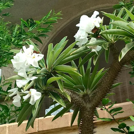 Apartment Casa De Buenos Dias Torrevieja