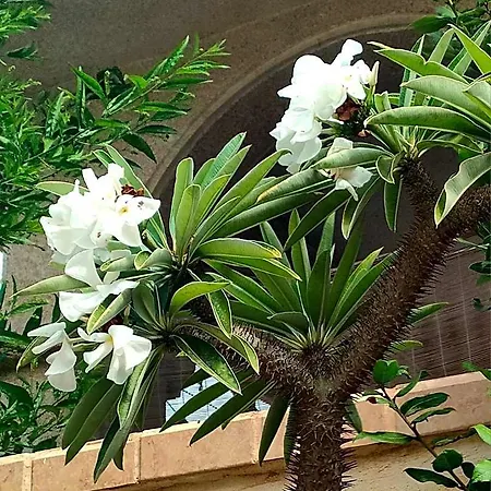 דירה Casa De Buenos Dias