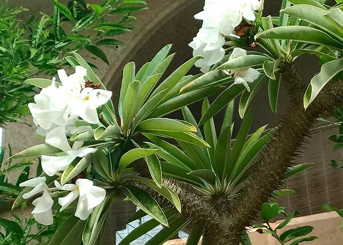 Appartamento Casa De Buenos Dias Torrevieja